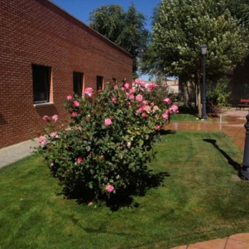 Exterior de edificio con un rosal en primer término