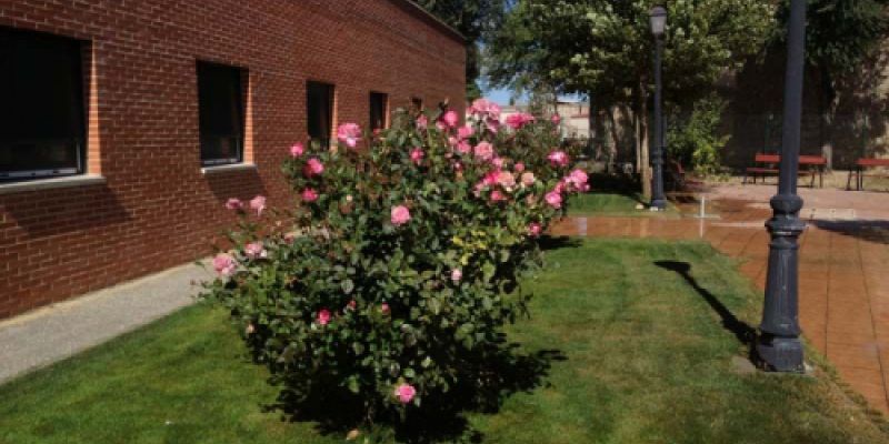 Exterior de edificio con un rosal en primer término